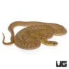 West African Egg Eating Snake