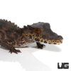 Juvenile Smooth Front Caiman