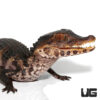Juvenile Dwarf Caiman