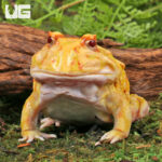 Adult Albino Pacman Frog