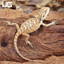 Citrus Bearded Dragon (10 - 12")