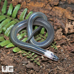 Baby Sunbeam Snake