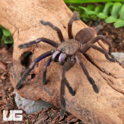 Electric Blue Earth Tiger Tarantula (3 - 4'')