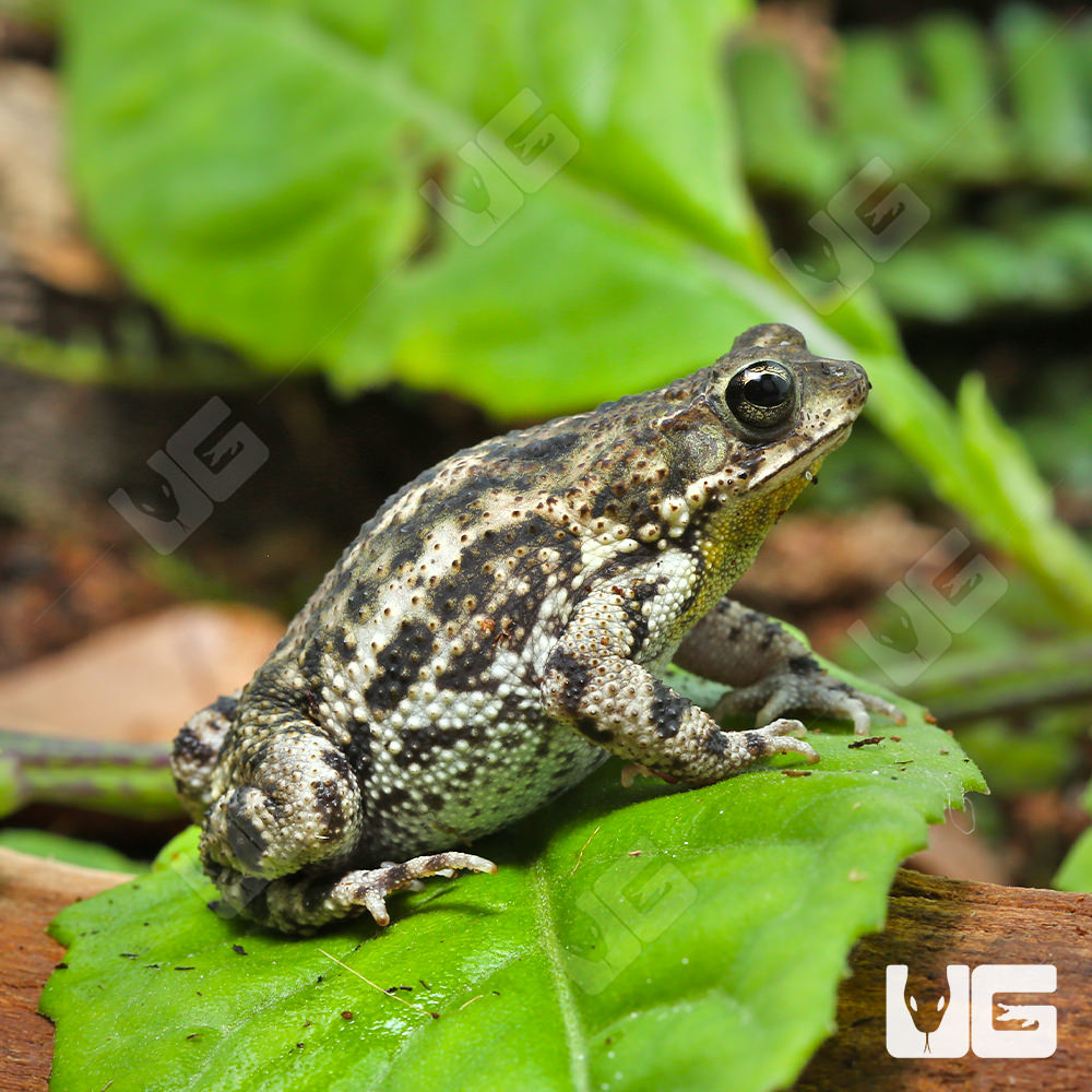 Marbled Toad UGR Wholesale