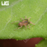 Trinidad Dwarf Tiger Tarantula (.25 – .5”)