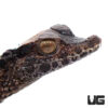 Baby Smooth Front Caiman