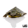Baby Southern River Cooter Turtle