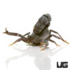 Black Fat Tail Scorpion