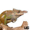Dwarf Fischer’s Chameleon