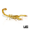 Egyptian Gold Scorpion