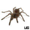 Kaeng Krachan Earth Tiger Tarantula (.25 – .75”)