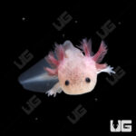 Leucistic Axolotl (2-3")