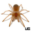 Mexican Flame Knee Tarantula (.25 – .75”)