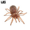 Mexican Fire Leg Tarantula (.25 – 1”)