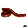 Thailand Scarlet Millipede