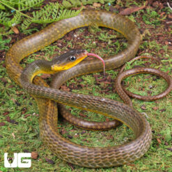 Linnaeu's Sipo Snake