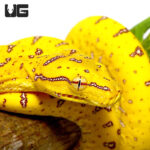 Baby Aru Green Tree Python