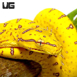 Baby Aru Green Tree Python