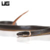 Ringneck Snake