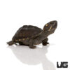 Baby Stinkpot Musk Turtle