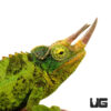 Jackson's Chameleon