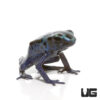 C. B. Green Sipaliwini Tinctorius Dart Frog