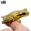 Masked Tree Frog