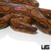 Brazilian Rainbow Boa