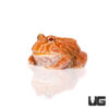 Raspberry Pacman Frog