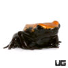 C.B. Orange Splashback Dart Frog