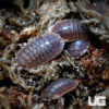 Porcellio dilatatus "Giant Canyon" Isopods -- 10 Count