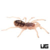 Pumpkin Patch Tarantula (.25 – .75”)
