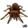 Veracruz Red Rump Tarantula (.25 – .75”)