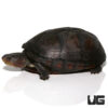 White Lipped Mud Turtle (3-6")