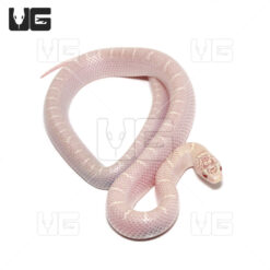 Baby White Sided Lavender Brooks Kingsnake