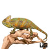 6-8 Veiled Chameleon