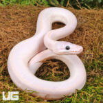 Baby Blue Eye Leucistic Ball Python