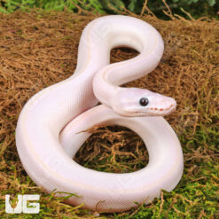 Baby Blue Eye Leucistic Ball Python
