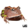 Baby Brown Suriname Horned Frog