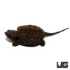 Baby Florida Snapping Turtle