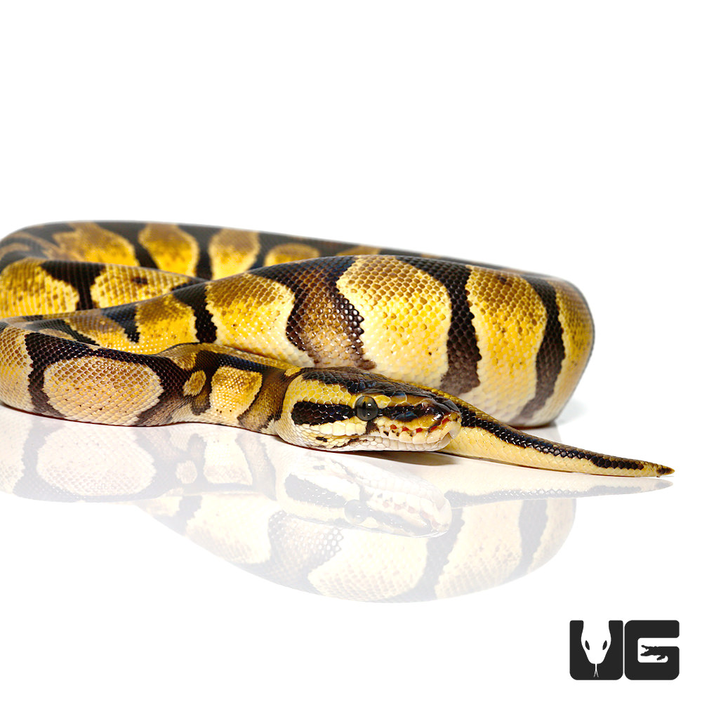 Yearling Male Pastel Enchi Het Desert Ghost Ball Python #20 - UGR Wholesale