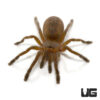 Fort Hall Baboon Tarantula (1-1.5”)