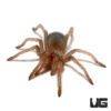 Giant Mexican Red Knee Tarantula (.5 – 1”)