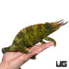 Jumbo Jackson's Chameleon