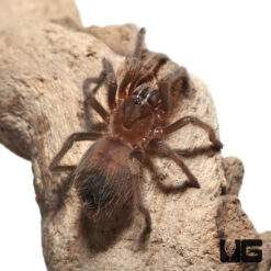 Mexican Red Knee Tarantula (1 - 2")