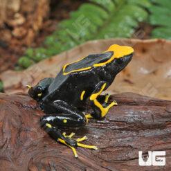 Adult Alanis Tinctorius Dart Frog