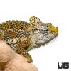 Helmeted Chameleon