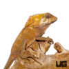 Smooth Helmeted Iguana
