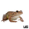 Cuban Tree Frog