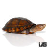 Red Cheeked Mud Turtle